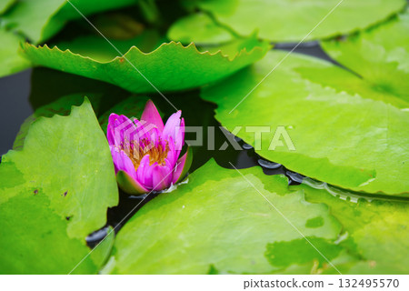 Beautiful pink water lily flower blooming on a pond surrounded b Beautiful pink water lily flower blooming on a pond surrounded b 132495570