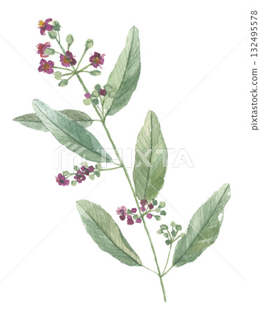 檀香水彩畫 檀香水彩畫 132495578