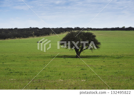 Pampas countryside landscape, La Pampa province, Patagonia, Argentina. 132495822