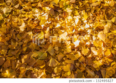 Autumn-colored fallen leaves Autumn-colored fallen leaves 132495827