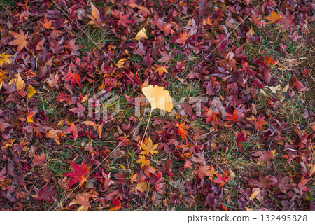 Autumn-colored fallen leaves Autumn-colored fallen leaves 132495828