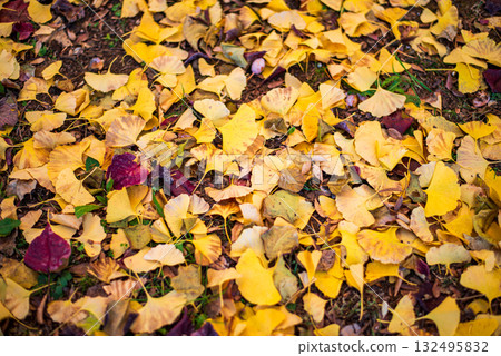 Autumn-colored fallen leaves 132495832