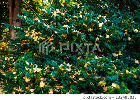 Autumn-colored fallen leaves Autumn-colored fallen leaves 132495833