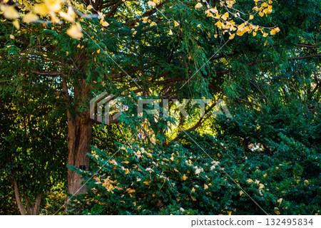 Autumn-colored fallen leaves Autumn-colored fallen leaves 132495834