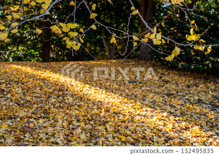 Autumn-colored fallen leaves Autumn-colored fallen leaves 132495835