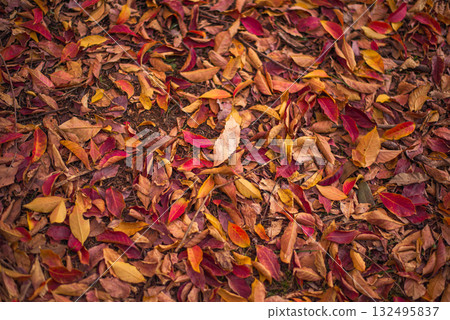 Autumn-colored fallen leaves Autumn-colored fallen leaves 132495837