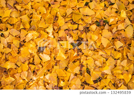 秋天的落葉 秋天的落葉 132495839