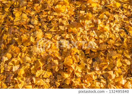 秋天的落葉 秋天的落葉 132495840