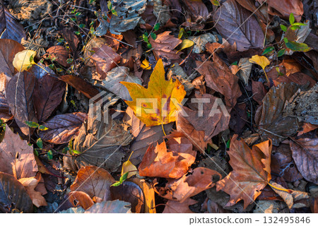Autumn-colored fallen leaves 132495846