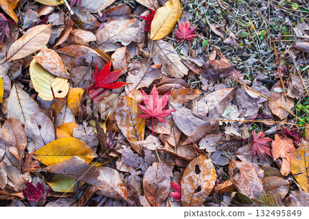 Autumn-colored fallen leaves Autumn-colored fallen leaves 132495849