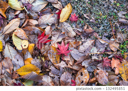 Autumn-colored fallen leaves Autumn-colored fallen leaves 132495851