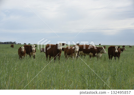 Cattle raising  with natural pastures in Pampas countryside, La Pampa Province,Patagonia, Argentina. 132495857