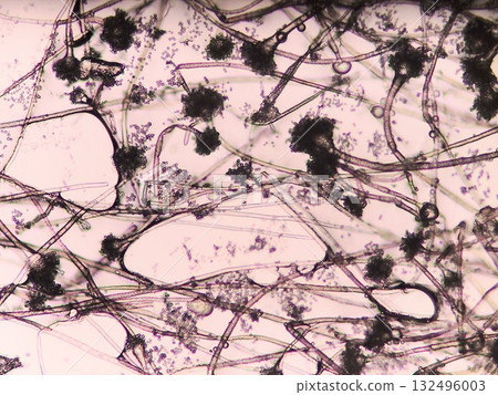 Micrograph of Aspergillus Micrograph of Aspergillus 132496003