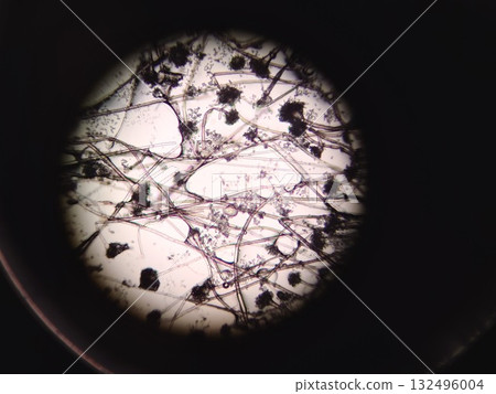 透過顯微鏡觀察黴菌的世界 132496004