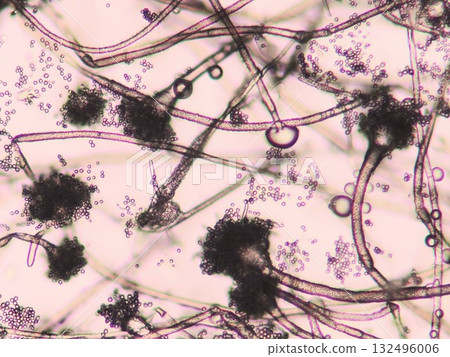 Conidia of Aspergillus oryzae 132496006