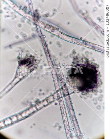 Aspergillus oryzae, which produces sake Aspergillus oryzae, which produces sake 132496007