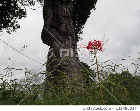 Spider lilies blooming at the base of a giant tree and the autumn sky 132496037