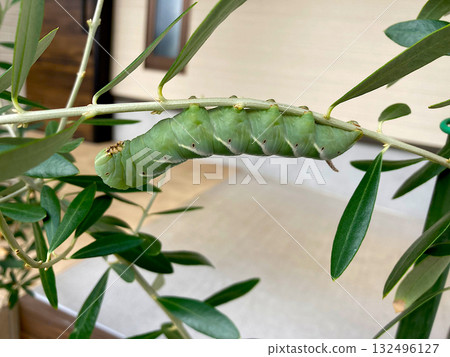 Larvae of the olive fly on an olive tree Larvae of the olive fly on an olive tree 132496127