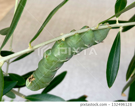 Larvae of the olive fly on an olive tree Larvae of the olive fly on an olive tree 132496128