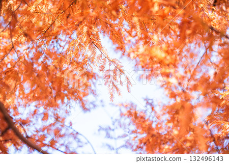 Metasequoia leaves coloring the autumn sky Metasequoia leaves coloring the autumn sky 132496143
