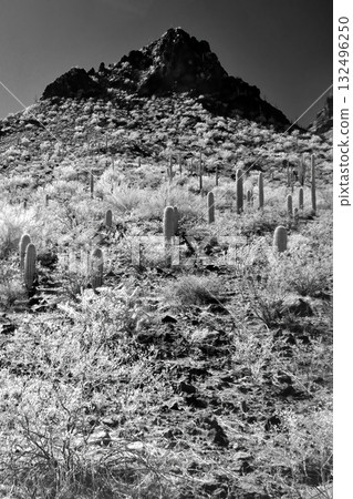 Monochrome Sonoran Desert Arizona Picacho Peak State Park 132496250