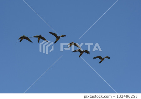 Burrowing Parrot in flight, La Pampa Province, Patagonia, Argentina 132496253