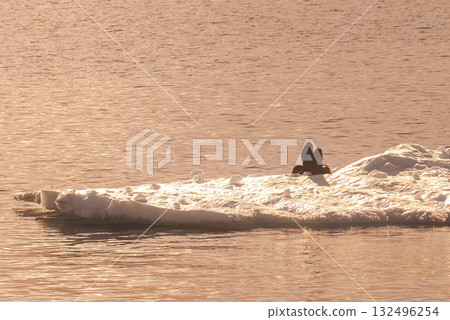 Seal on an iceberg, in a frozen landscape in Antarctica Seal on an iceberg, in a frozen landscape in Antarctica 132496254