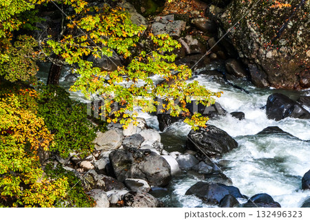 Autumn arrives in Hachimantai's Matsukawa Valley, turning yellow with autumn leaves 132496323