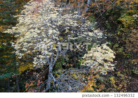 Nature at Matsukawa Geothermal Power Plant in Hachimantai, Iwate Prefecture: Beautiful yellow leaves of the Japanese koshiabura tree. Wild Japanese koshiabura trees absorb radioactive cesium. 132496332
