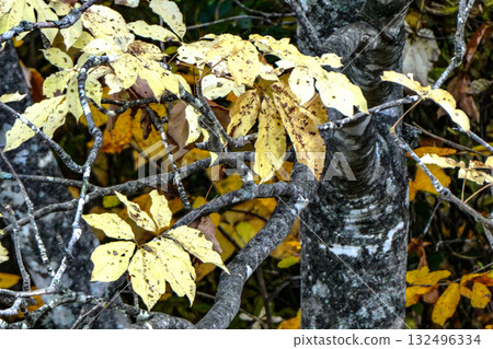 The beautiful yellow leaves of the Japanese koshiabura tree are on full display. Wild Japanese koshiabura trees are no longer being sold due to their susceptibility to absorbing radioactive cesium. 132496334