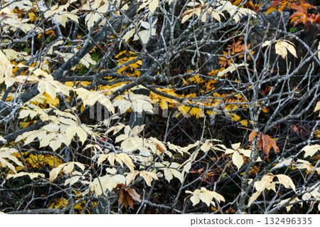 The beautiful yellow leaves of the Japanese koshiabura tree are on full display. Wild Japanese koshiabura trees are no longer being sold due to their susceptibility to absorbing radioactive cesium. 132496335