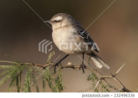 Chalk browed Mockingbird, La Pampa Chalk browed Mockingbird, La Pampa 132496336