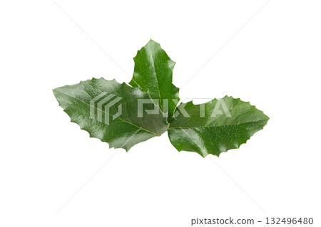 Festive decor with lovely green holly leaves, on white, PNG 132496480