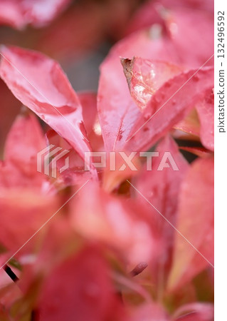 雨後，吊鐘花的葉子變紅了 132496592