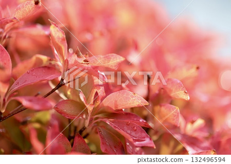 雨後，吊鐘花的葉子變紅了 132496594