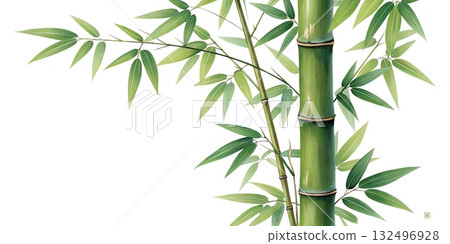 Vibrant green bamboo stalks and leaves against a clean white background close up view 132496928