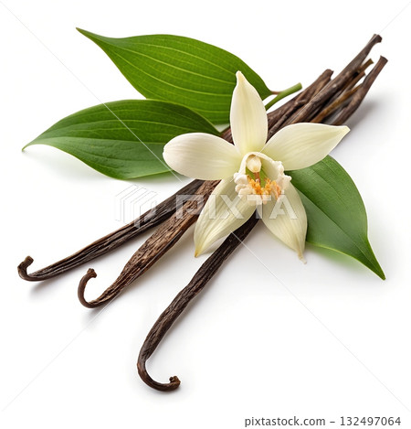 Vanilla pods and white orchid flower with green leaves on white background Vanilla pods and white orchid flower with green leaves on white background 132497064