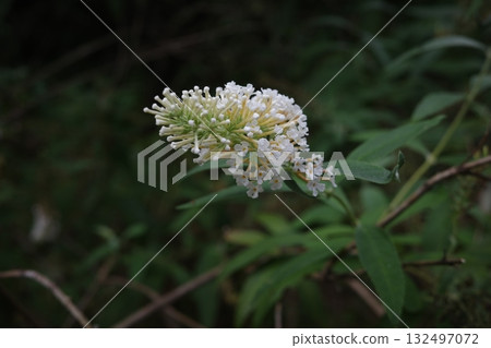 秋季，流蘇葉繡球開出白色的花朵，纖細的花穗在微風中搖曳，為靜謐的季節增添了色彩。 132497072