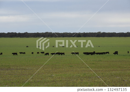 Cattle raising with natural pastures in Pampas countryside, La Pampa Province,Patagonia, Argentina. Cattle raising with natural pastures in Pampas countryside, La Pampa Province,Patagonia, Argentina. 132497135