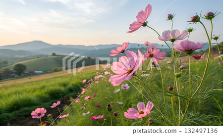 Close up of pink cosmos flowers in a field with rolling green hills and mountains in the background at sunrise 132497136
