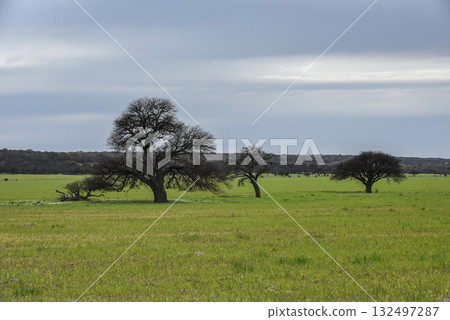 Pampas countryside landscape, La Pampa province, Patagonia, Argentina. 132497287