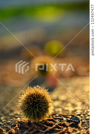 栗子圖片 栗子圖片 132497477