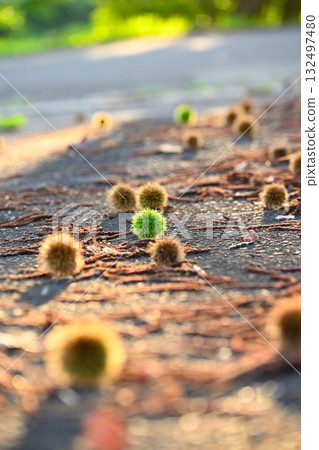 栗子圖片 栗子圖片 132497480