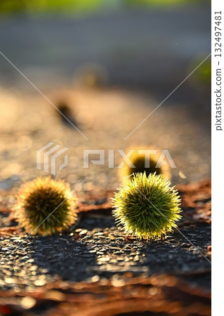 栗子圖片 132497481