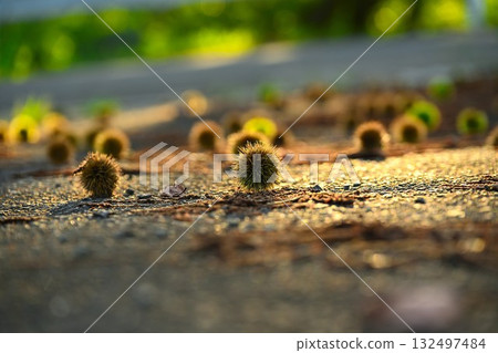 栗子圖片 132497484