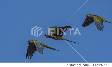 Burrowing Parrot in flight, La Pampa 132497538