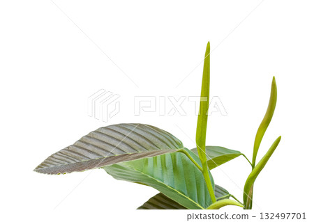 Cut out fresh shoot of Dipterocarpus alatus isolated on white Cut out fresh shoot of Dipterocarpus alatus isolated on white 132497701