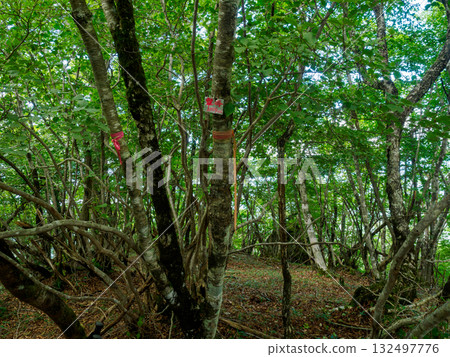 大嶽山登山道 132497776