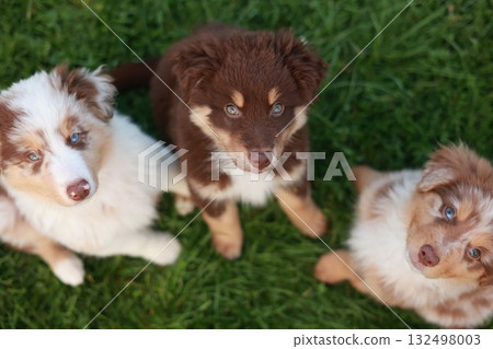 Three puppies are sitting on the grass, one of which has blue eyes 132498003