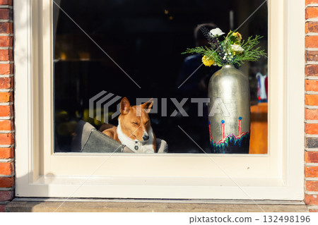 Dog basenji sits peacefully on window sill enjoying warm sunlight in calm interior scene. Soft light and modern vase create quiet balance of comfort, warmth, and stillness in everyday moment Dog basenji sits peacefully on window sill enjoying warm sunlight in calm interior scene. Soft light and modern vase create quiet balance of comfort, warmth, and stillness in everyday moment 132498196
